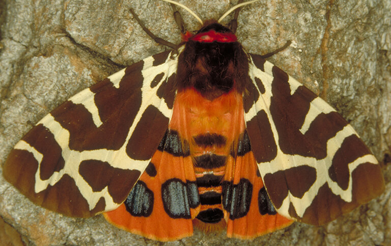 Schmetterlings-Channeling kennenlernen